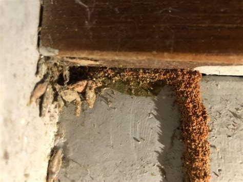 家中螞蟻窩 門對窗戶